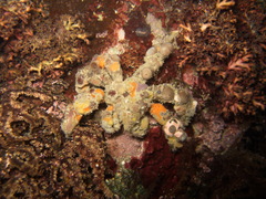 Camposcia retusa