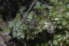 Gradungula sorenseni