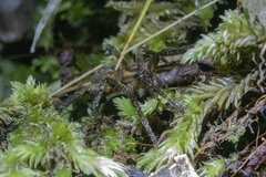 Gradungula sorenseni