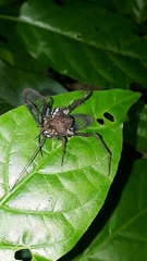 Poecilosoma eone