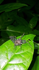 Poecilosoma eone