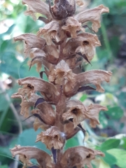 Orobanche lutea