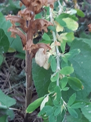 Orobanche lutea