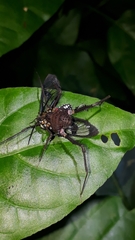 Poecilosoma eone