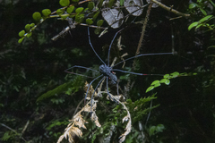 Forsteropsalis inconstans