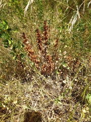 Orobanche lutea