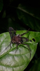 Poecilosoma eone