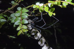 Forsteropsalis inconstans