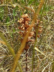 Orobanche lutea