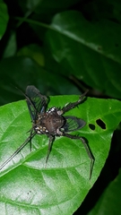 Poecilosoma eone