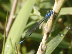 Pseudagrion cingillum