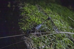 Leptotarsus binotatus