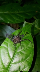 Poecilosoma eone