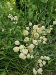 Silene vulgaris