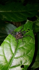 Poecilosoma eone