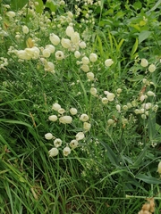 Silene vulgaris