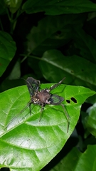 Poecilosoma eone