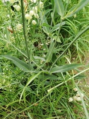 Silene vulgaris