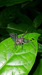 Poecilosoma eone