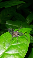 Poecilosoma eone