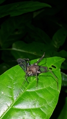 Poecilosoma eone