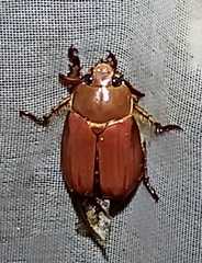 Chrysina antonkozlovi