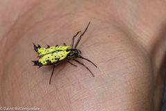 Micrathena decorata