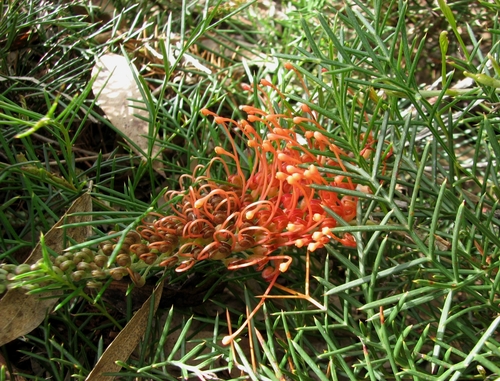 Dwarf Grevillea (Grevillea nana)