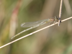 Pseudagrion cingillum
