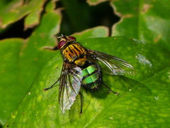 Chrysoexorista