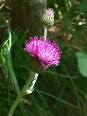 Cirsium pannonicum
