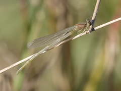 Pseudagrion cingillum