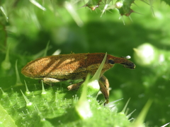 Lixus punctiventris