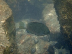 Girella punctata
