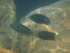Girella punctata