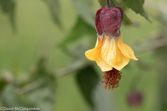 Callianthe megapotamica