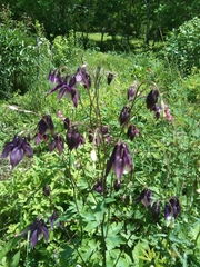 Aquilegia oxysepala