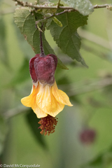 Callianthe megapotamica