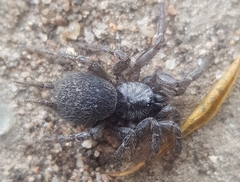 Thelechoris striatipes