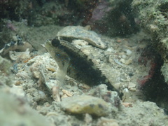 Asterropteryx semipunctata