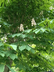 Aesculus hippocastanum