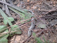 Abronia oaxacae