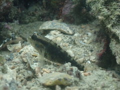 Asterropteryx semipunctata