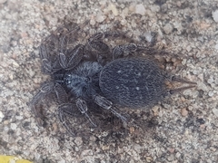 Thelechoris striatipes