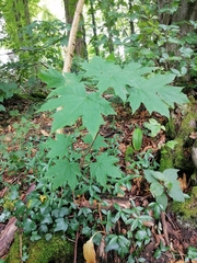 Acer platanoides