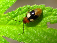 Monolepta quadriguttata