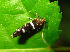 Ressia quercidentella