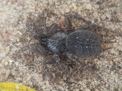 Thelechoris striatipes