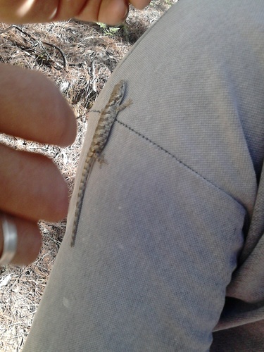 Oaxaca Arboreal Alligator Lizard