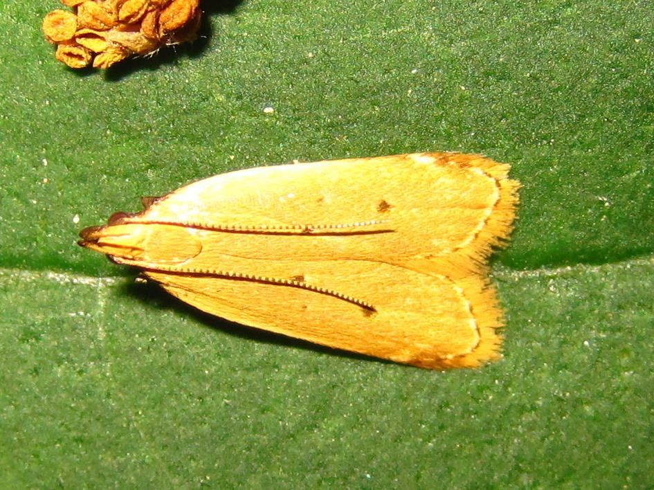 Brachmia japonicella